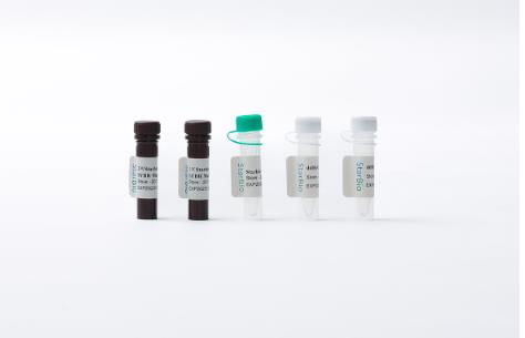 Starvio miRNA加尾法逆转录试剂盒 Starvio miRNA PolyA+ RT Kit