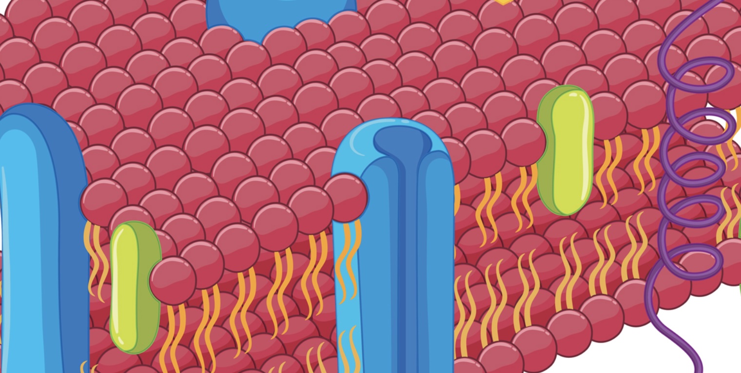 外泌体绿色荧光标记染料（PKH67）20ul