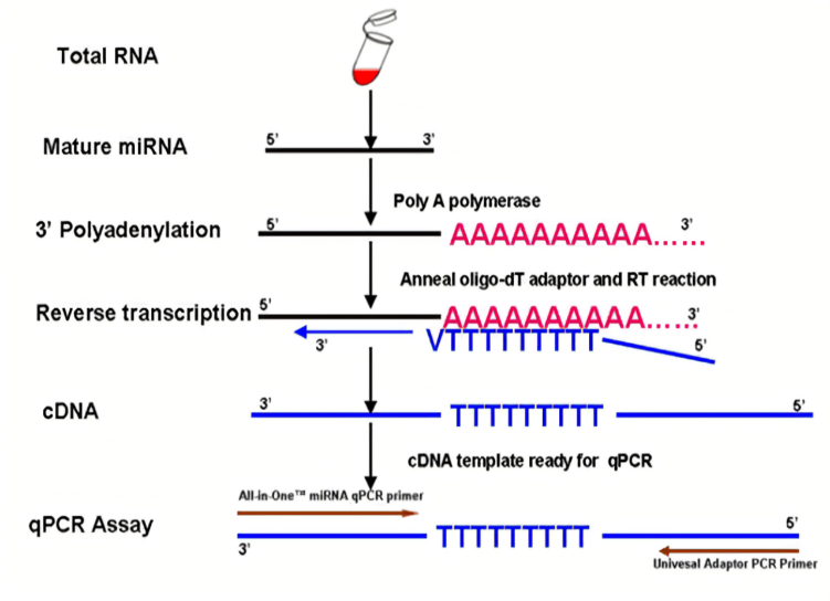 microRNA-QPCR检测