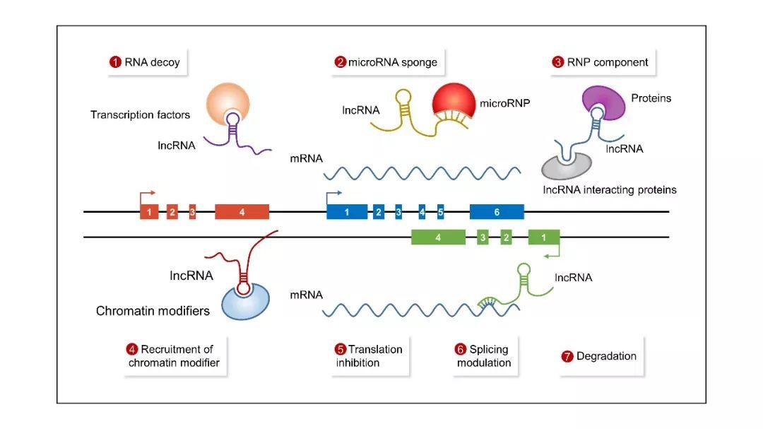 lncRNA-QPCR检测