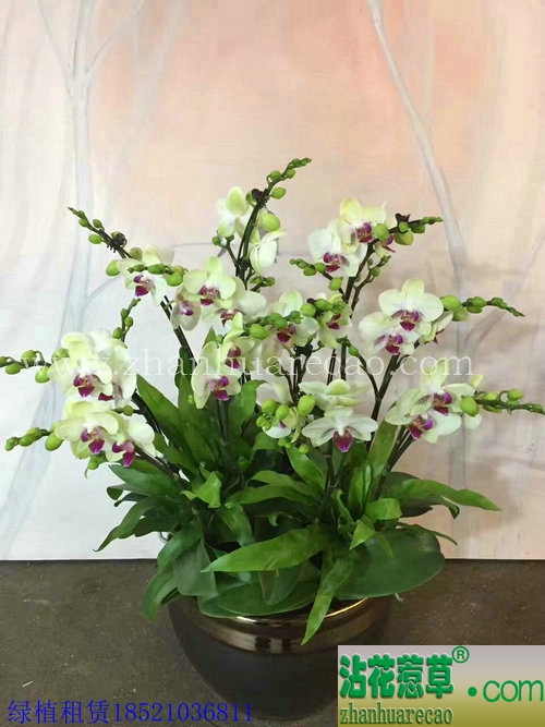 迷你蝴蝶兰3
