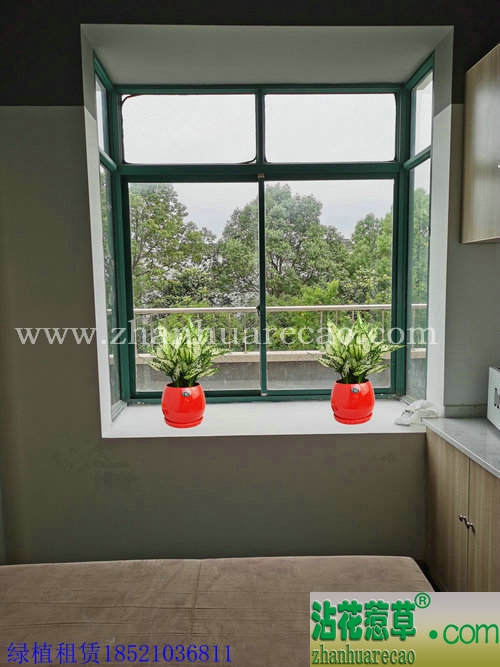 翡翠皇后H20-30cm