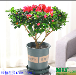杜鹃花H30-40cm