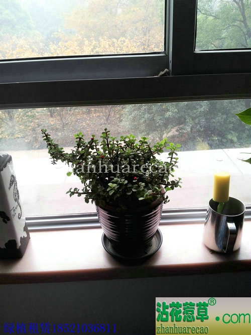 金枝玉叶H20-30cm