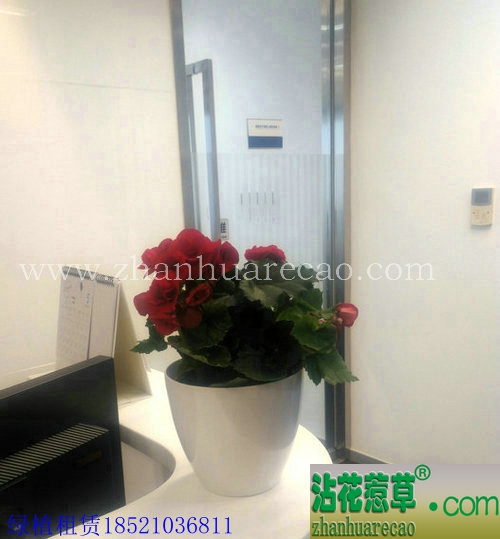 丽格海棠H10-20cm