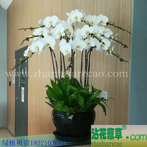 蝴蝶兰白色