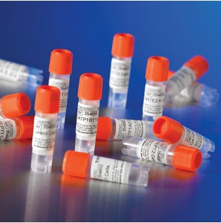 Corning TransportoCells(SLC)转运体细胞