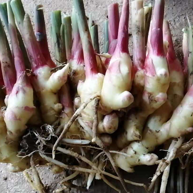 莱芜特色小姜