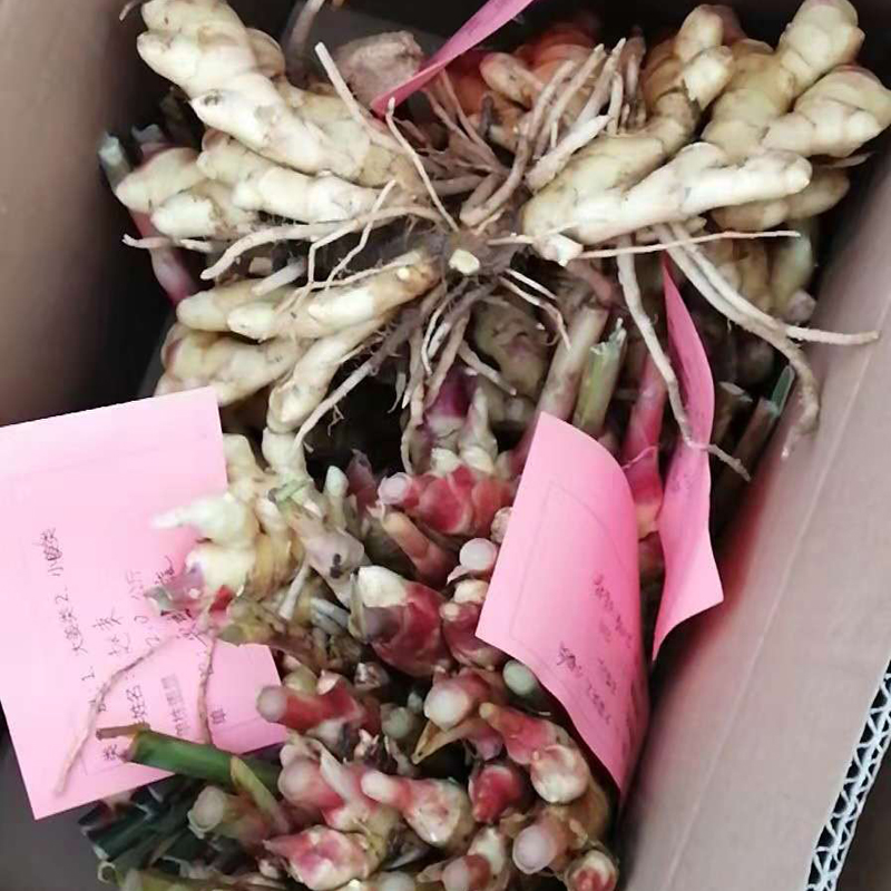 莱芜特色小姜