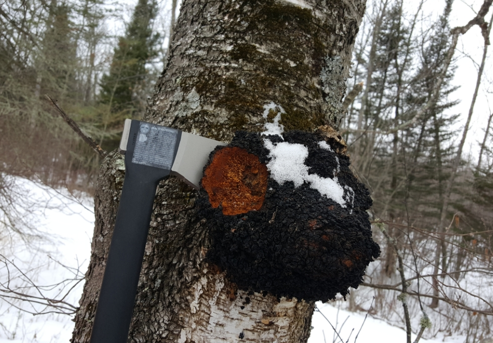 溯源奇书：诺奖作品《癌病房》中的白桦茸秘密