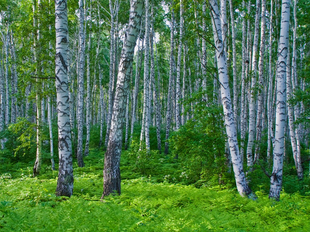 白桦茸：从民间药方到抗癌明星的传奇之旅