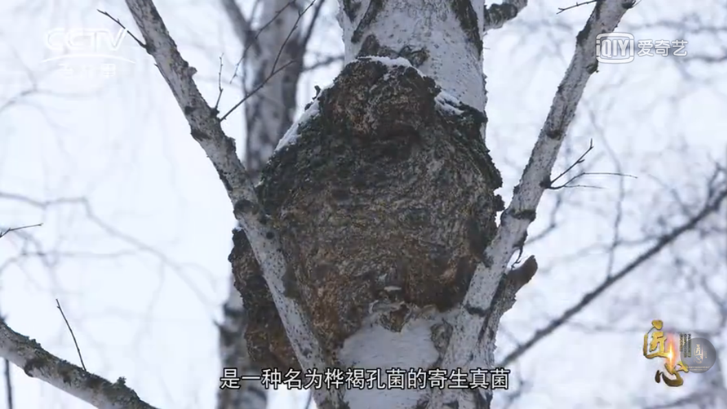 从疲惫到活力：白桦茸引领亚健康人群保健新风尚!