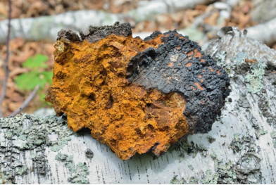 健身达人的秘密武器：白桦茸如何提升运动耐力表现‌