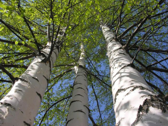 西伯利亚奇迹白桦茸：探寻神秘动植物的独特魅力