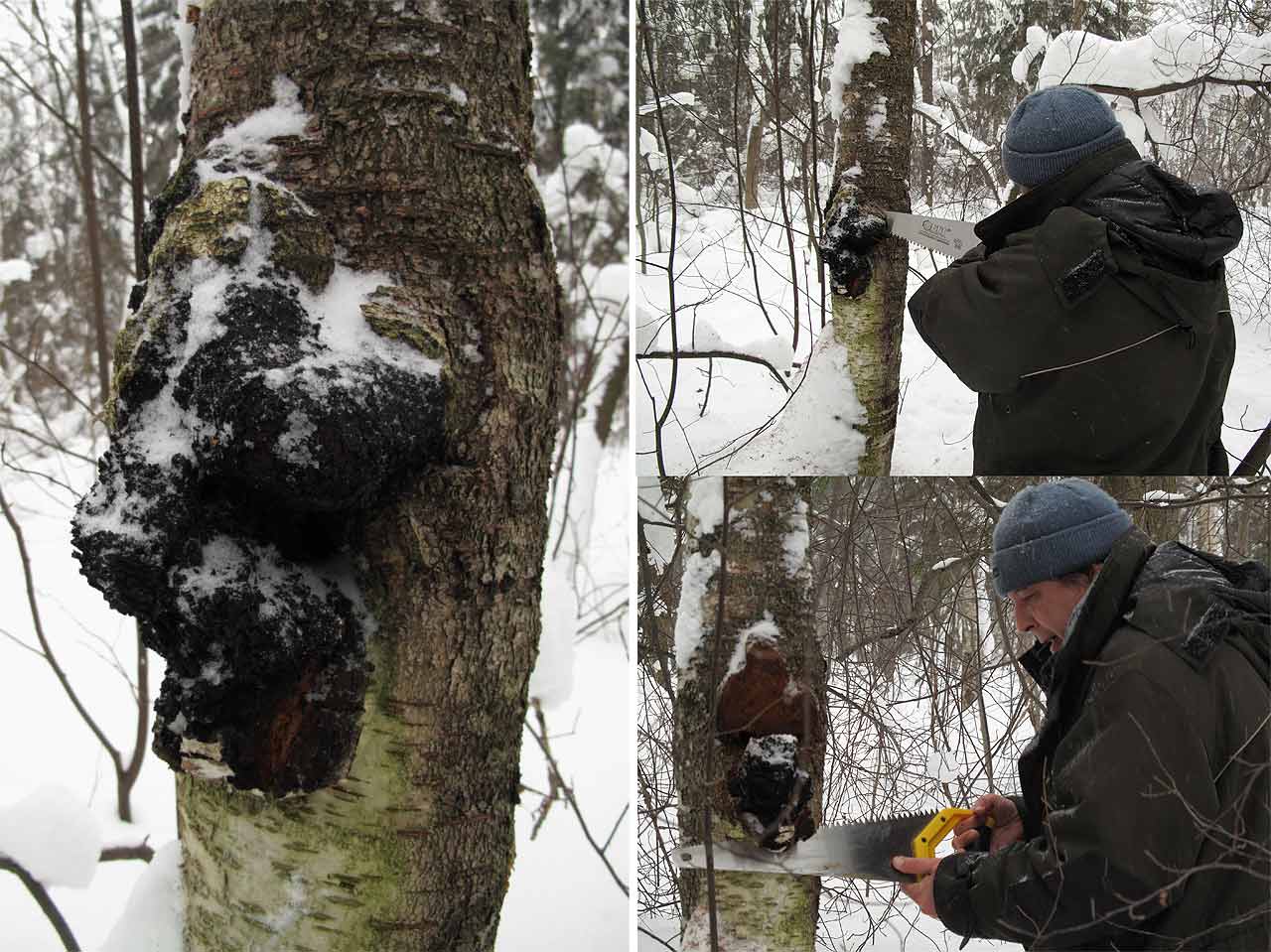 桦树茸：是否适合所有人群长期食用？