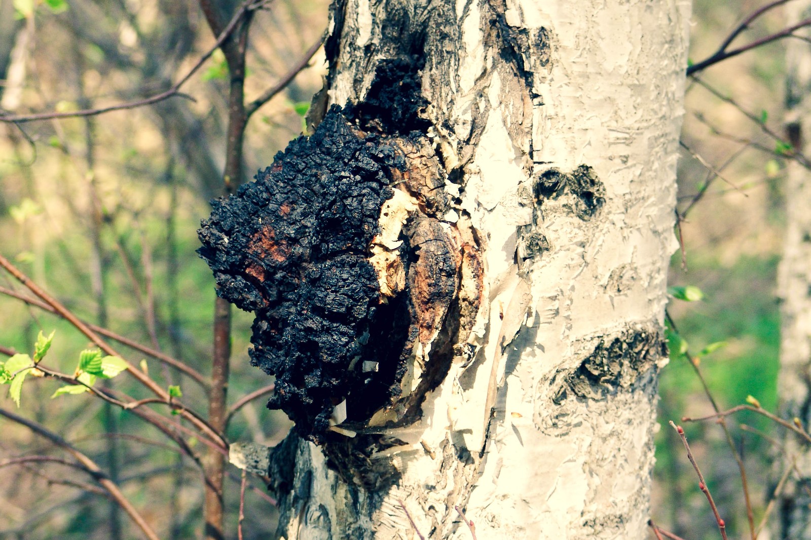 西伯利亚桦树茸