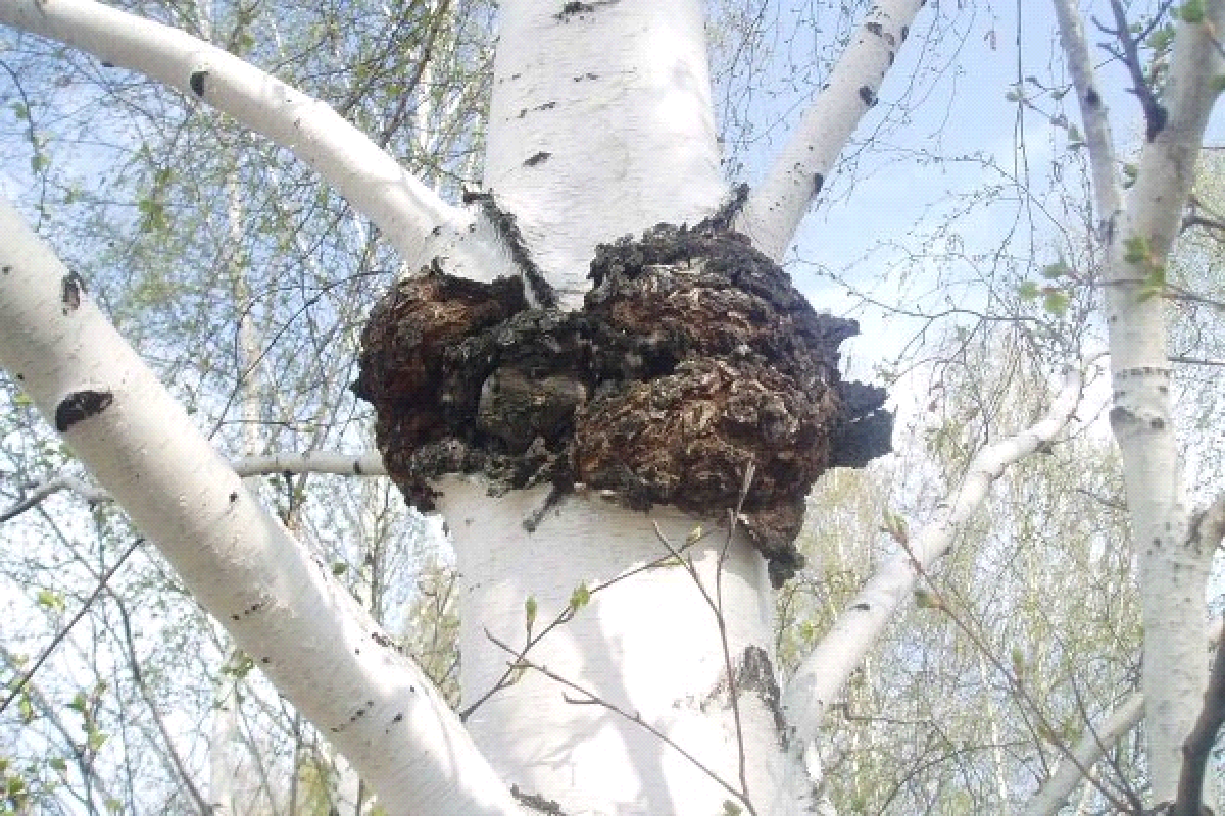 探秘白桦茸的生长秘境：自然馈赠的苛刻条件