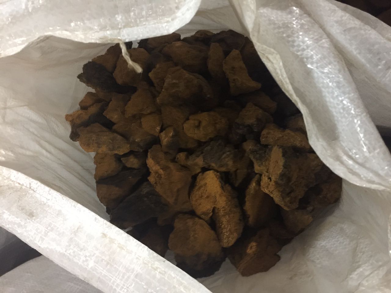 桦树茸的主治功能：科学验证与自然智慧的融合