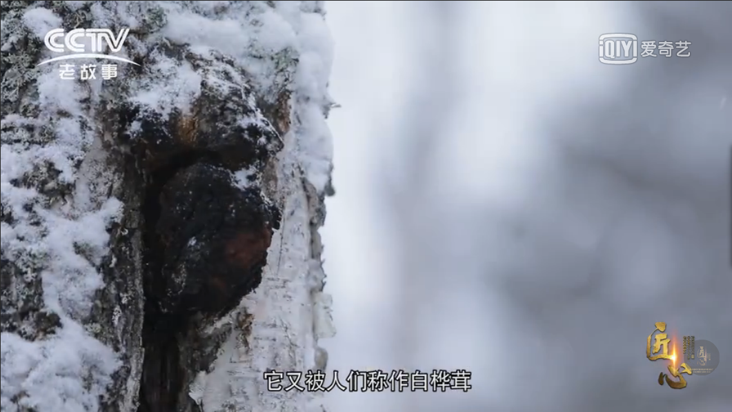 白桦茸的功效、作用及食用方法大揭秘