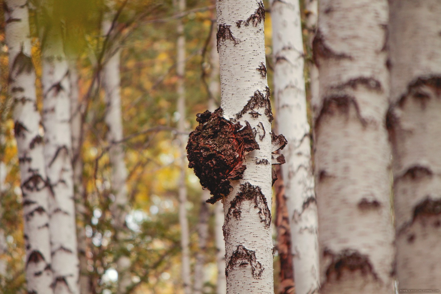 白桦茸：自然馈赠的健康守护者——功效与作用解析