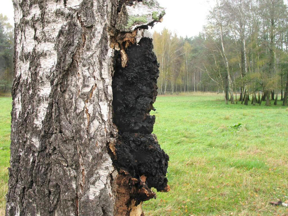 桦树茸对糖尿患者治愈率的研究与探讨