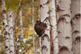 健康奇迹白桦茸：这些人群绝不能错过