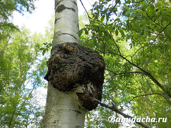 特膳食品的崛起与发展：滋得洛夫的尝试与选择