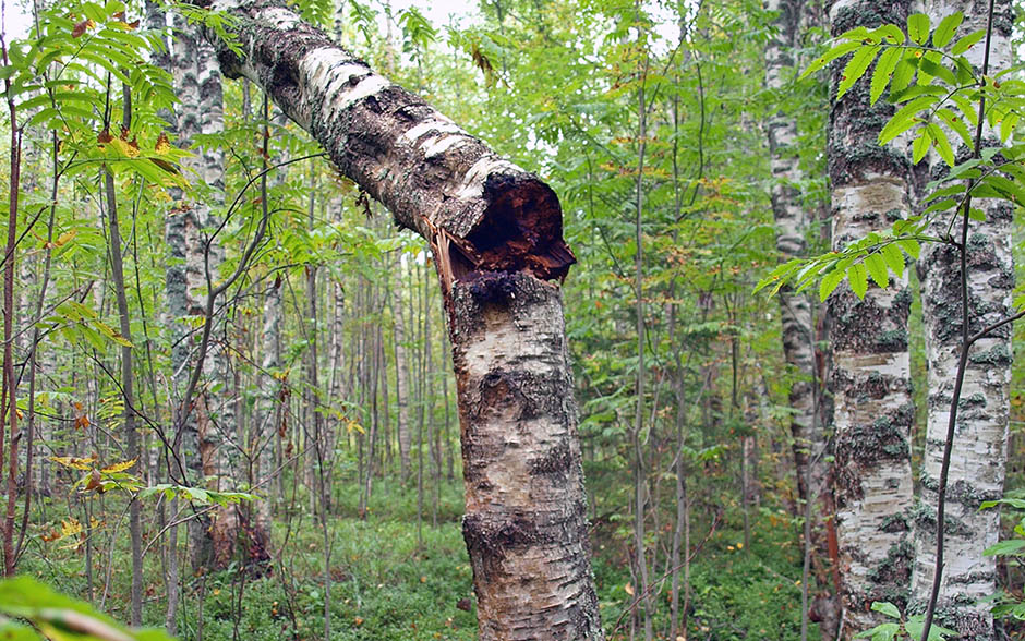 风湿到底为何让人恐惧：白桦茸视角下体现新思路