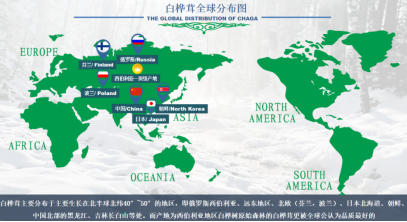 寒地来客：为什么西伯利亚白桦茸被称为“顶级”？