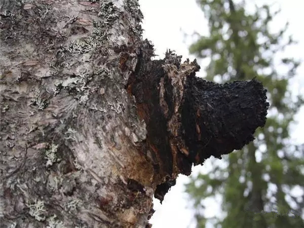 桦树茸：传统智慧与现代健康的桥梁——功效与作用阐述
