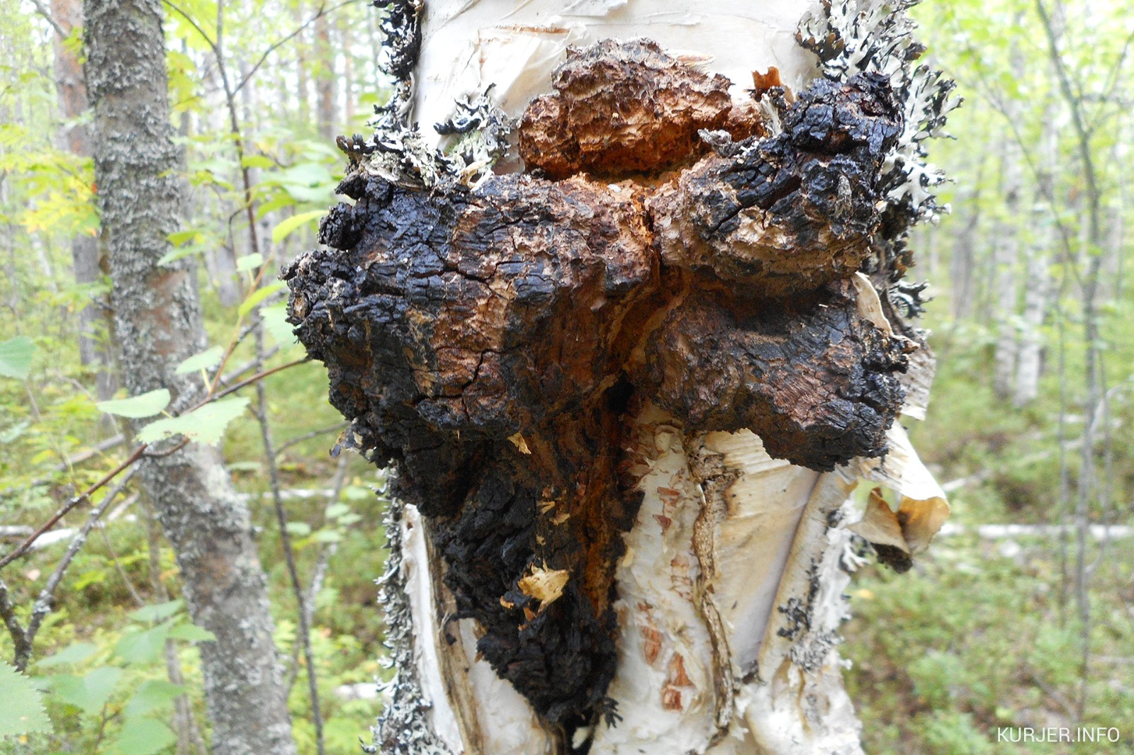 植物黄金的肠道健康革新：白桦茸重塑微生态的三大路径
