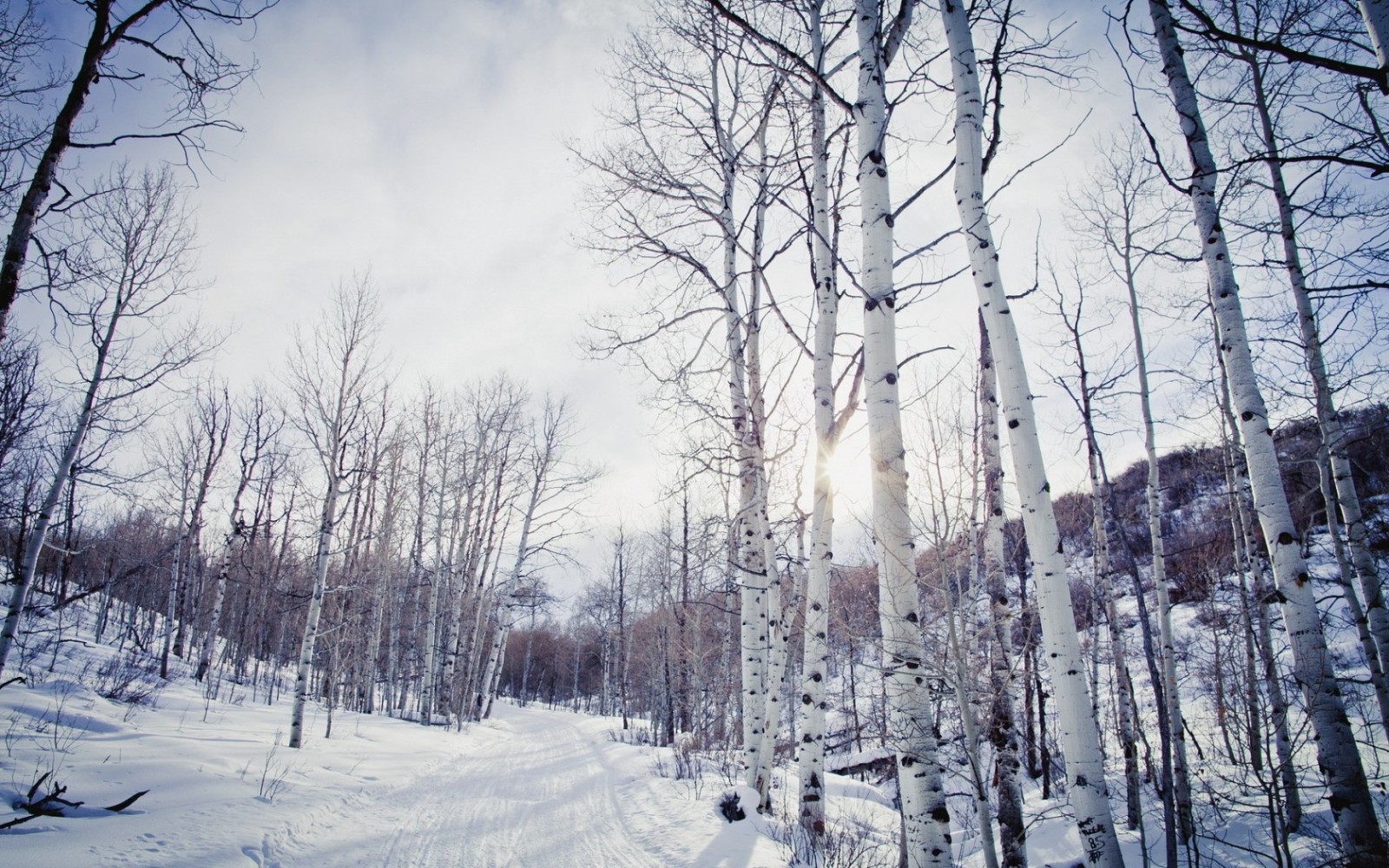 西伯利亚白桦茸为什么优于长白山白桦茸？