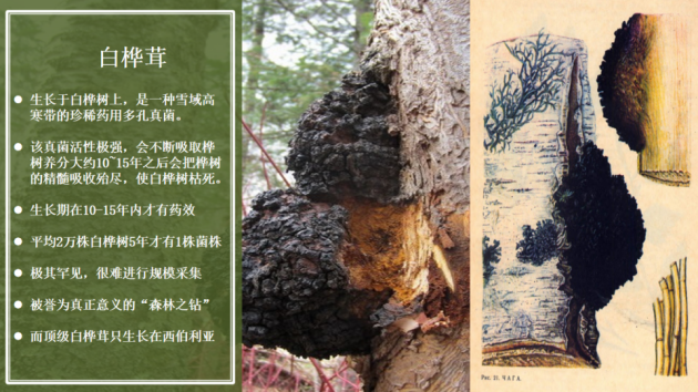 [白桦茸厂家]真菌多糖价值与白桦茸的独特功效