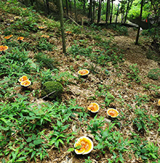 鑫世康竹靈芝栽培基地