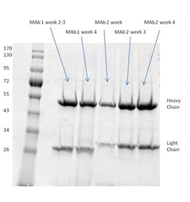 应用领域（Applications）