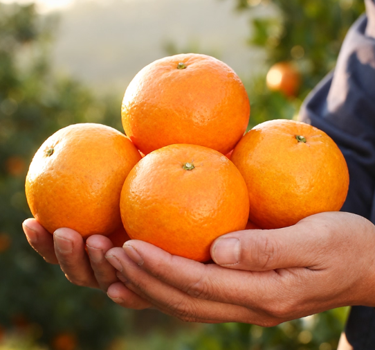 新鲜水果整箱当季应季橘子柑橘桔子10斤蜜砂糖沃柑