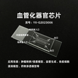 血管化器官芯片