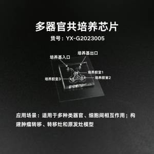 多器官共培养芯片