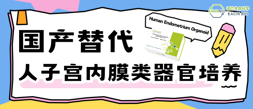 国产替代 | 人子宫内膜类器官培养试剂盒焕新上市啦