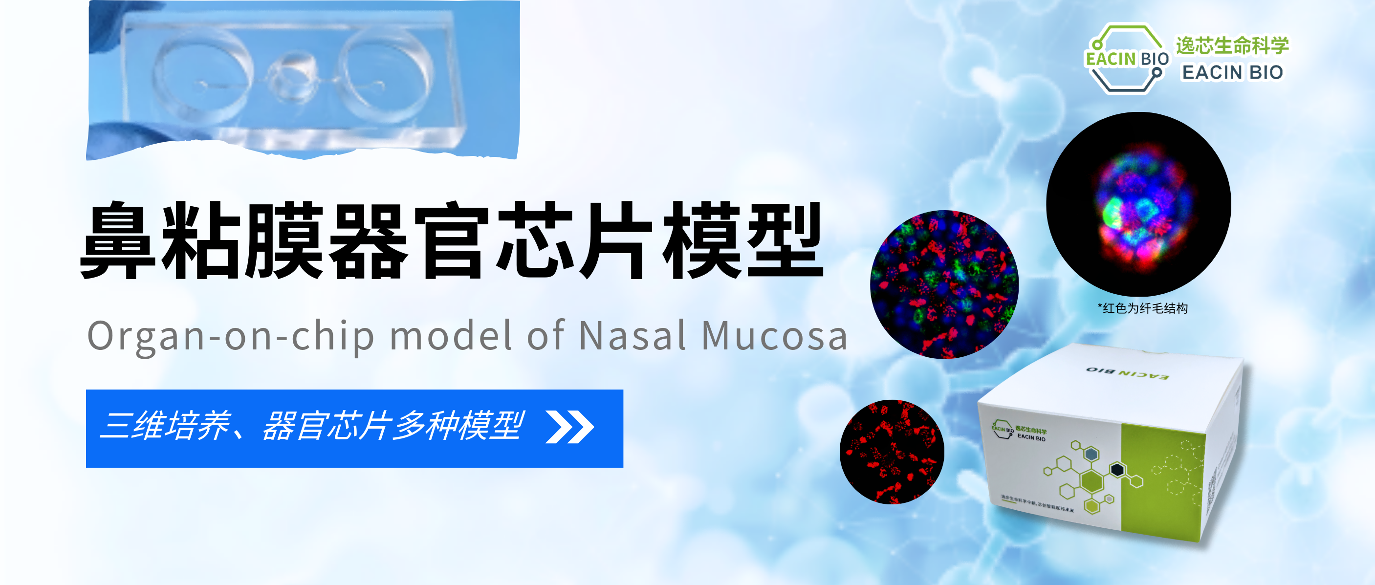 滴滴~鼻粘膜器官芯片模型正式上市啦