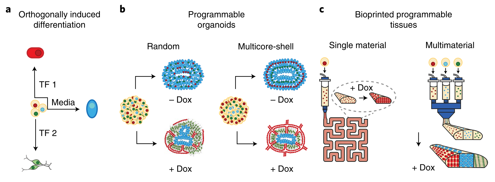 《Narure Biomedical Engineering》| 正交诱导分化干细胞用于编程模式的血管化类器官和生物打印组织
