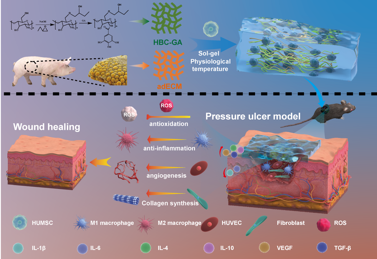 逸芯生命科学团队在生物材料领域国际著名期刊《Biomaterials》上发表干细胞应用高水平研究论文