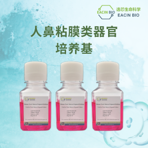人鼻粘膜类器官培养基（Human Nasal Mucosa Organoid Medium ）