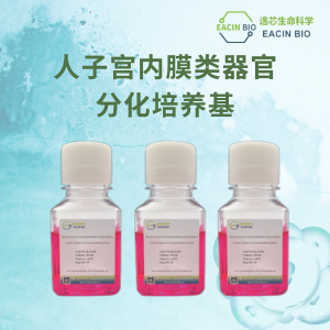 人子宫内膜类器官分化培养基（Human Endometrium Organoid Differentiation Medium ）