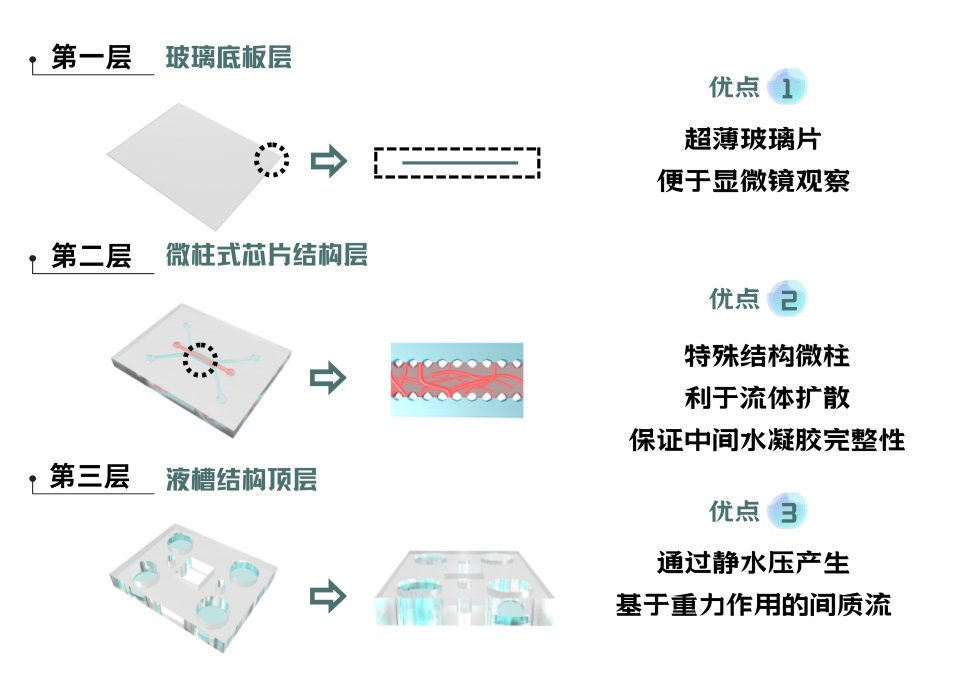 新品上市 | 可灌注血管化器官芯片