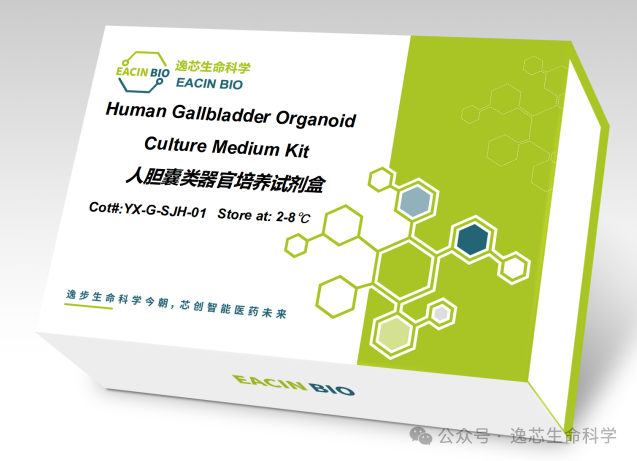 新品上市 | 逸芯胆囊类器官培养基，革新胆囊研究新范式