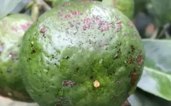 飞龙大棚保温被分享