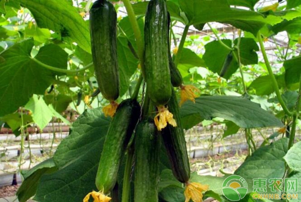 大棚温室黄瓜种植技术与管理要点-图片版权归惠农网所有
