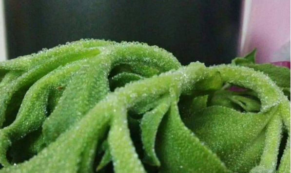 飞龙大棚保温被分享