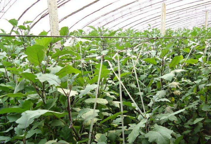 飞龙保温被厂家提供温室大棚种植图片